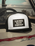 Lions not sheep hat